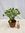 Crassula ovata 50 cm - Dickblatt, Geldbaum, Pfennigbaum - kräftige Pflanze