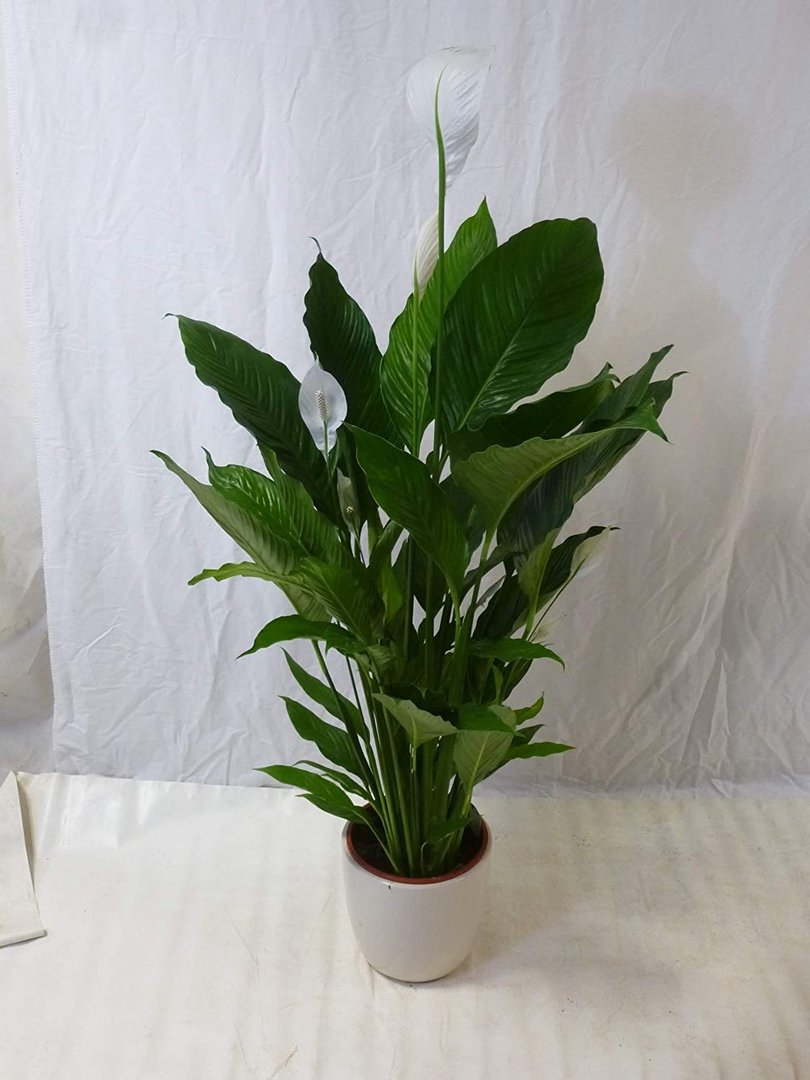 XXL Spathiphyllum "Sweet Lauretta" - Einblatt mit vielen Blüten ca. 100 cm / 24 cm Ø Topf