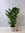 XXL Spathiphyllum "Sweet Lauretta" - Einblatt mit vielen Blüten ca. 100 cm / 24 cm Ø Topf