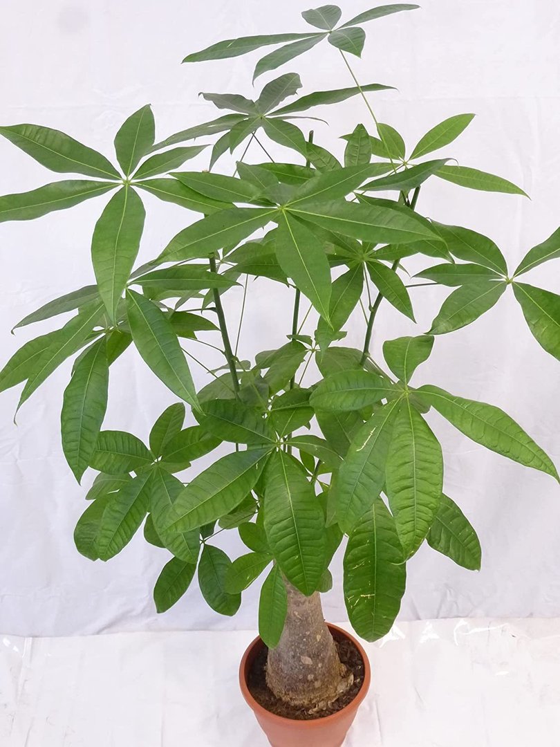 Pachira aquatica 140 cm/XXL Stamm der Mutterpflanze - Glückskastanie/Zimmerpflanze