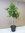 Citrus latifolia "Bearss Tahiti" 150/170 cm / Limettenbaum mit vielen Früchten / Limette