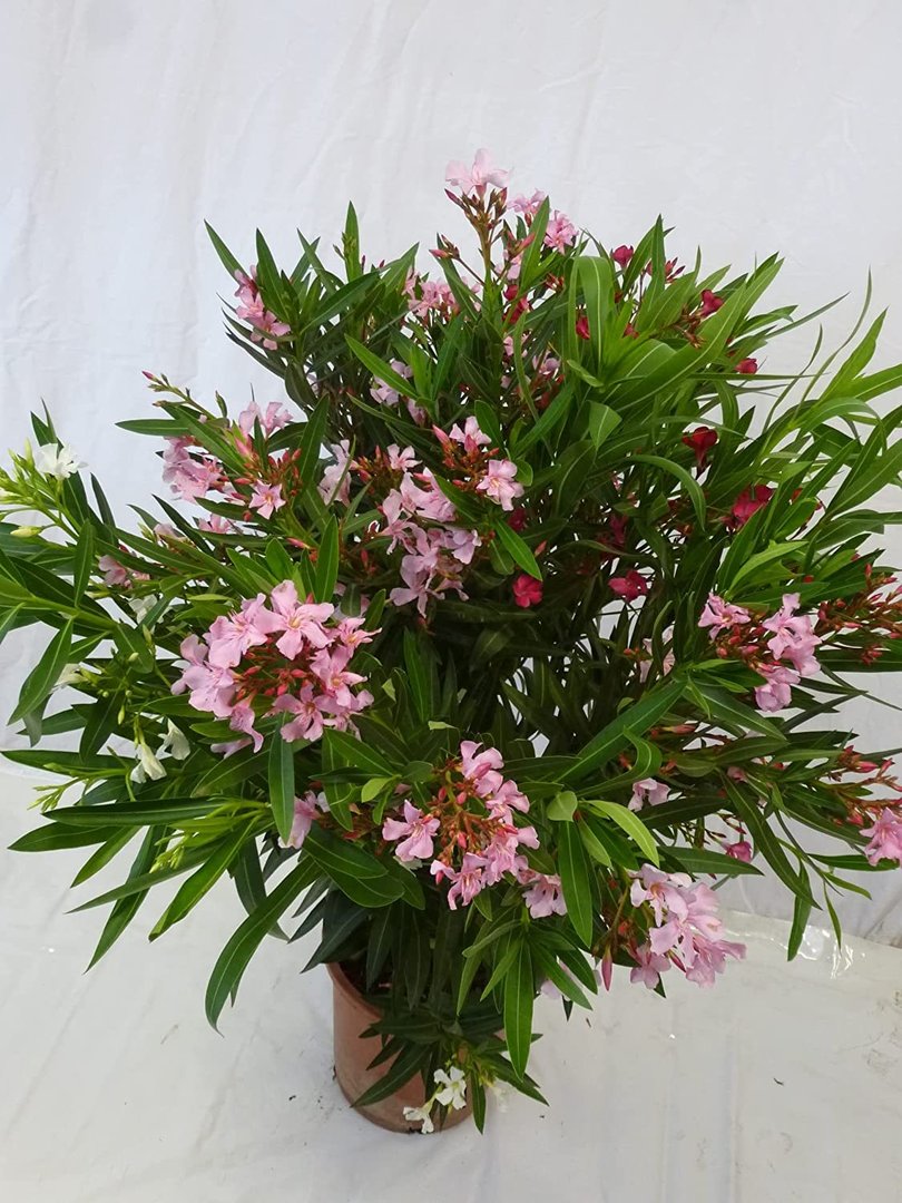 XL Oleander - Busch - Tricolor - 120 cm ROT/WEIß/ROSA in einem Topf 27 cm Ø - Nerium oleander - medi