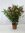 XL Oleander - Busch - Tricolor - 120 cm ROT/WEIß/ROSA in einem Topf 27 cm Ø - Nerium oleander - medi
