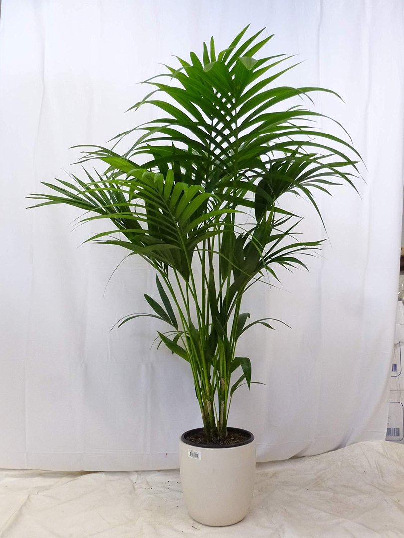 Howea forsteriana - Kentia Palme - 120 cm/Zimmerpflanze - Zimmerpalme