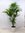 Howea forsteriana - Kentia Palme - 120 cm/Zimmerpflanze - Zimmerpalme