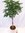 XXL Schefflera arboricola 170(!) cm - Hochstamm geflochten - Strahlenaralie/Zimmerpflanze