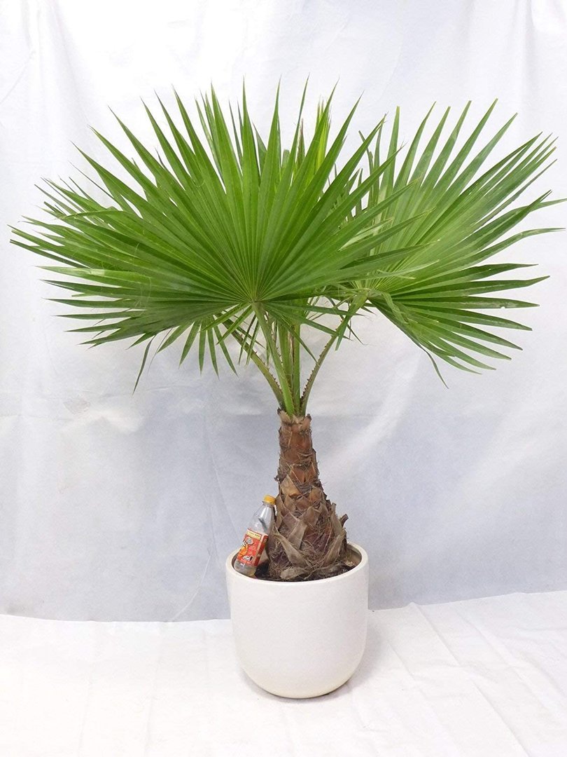 Washingtonia robusta 160 cm - Stamm 40 cm - Petticoat Palme