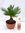 Cycas revoluta 40/50 cm - Stamm 10 cm - Sagopalme - Palmfarn