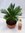 Cycas revoluta 40/50 cm - Stamm 10 cm - Sagopalme - Palmfarn