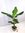 Banane - Musa dwarf cavendish 160/180 cm - Zimmerbanane Zimmerpflanze
