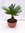 Cycas revoluta 50 cm, Stamm 10 cm - 20 cm Ø Schale/Sagopalme - Palmfarn