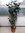 [Palmenlager] XL Aralia Polyscias Fabian - Fiederaralie 100 cm - Pot 24 cm Ø/Zimmerpflanze