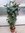 [Palmenlager] XL Aralia Polyscias Fabian - Fiederaralie 100 cm - Pot 24 cm Ø/Zimmerpflanze
