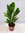 Licuala grandis 60 cm - großblättrige Strahlenpalme // Zimmerpflanze Zimmerpalme/Rarität