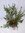 Callistemon leavis 100 cm - Busch- Pfeiffenputzer Zylinderputzer - Pot 27 cm Ø - mediterrane Pflanze