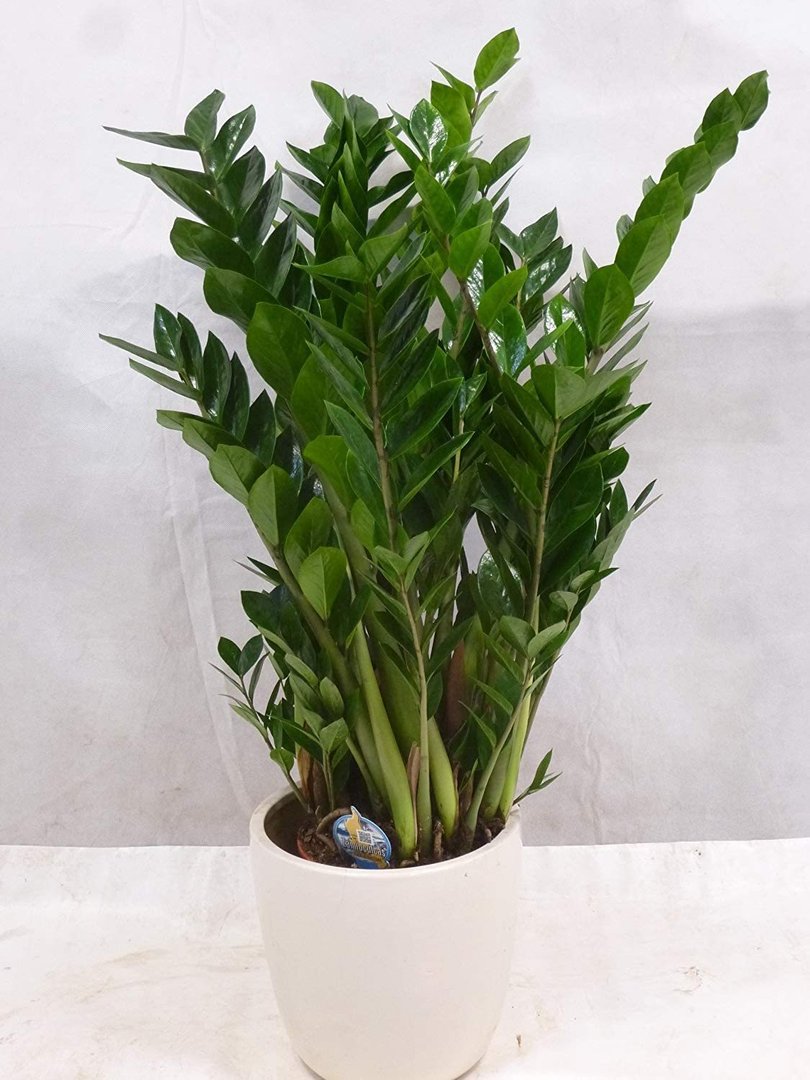 [Palmenlager] - XXL Zamioculcas zamiifolia"Zamia Farn" 120 cm - 27 cm Ø Pot - Glücksfeder -