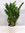 [Palmenlager] Zamioculcas zamiifolia"Zamia Farn" 100 cm - 21 cm Ø Pot - Glücksfeder -