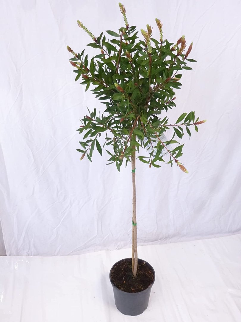 XL Callistemon (ci. Splendens) Hochstamm - 140 cm - Pfeiffenputzer - mediterrane Pflanze