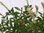 XL Callistemon (ci. Splendens) Hochstamm - 140 cm - Pfeiffenputzer - mediterrane Pflanze