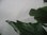 XXL Caryota mitis - Fischschwanzpalme - 200 cm // seltene und sehr dekorative Zimmerpflanze