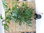 XXL Caryota mitis - Fischschwanzpalme - 200 cm // seltene und sehr dekorative Zimmerpflanze