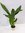 Aspidistra elatior 70/80 cm/Schusterpalme/Zimmerpflanze