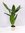 Aspidistra elatior 70/80 cm/Schusterpalme/Zimmerpflanze