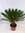 Cycas revoluta 90 cm, Stamm 20 cm - dicker Stamm - 24 cm Ø Topf / Sagopalme - Palmfarn