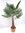 Winterharte Palme - Trachycarpus fortunei 180/200 cm - Stamm 40 cm"Chinesische Hanfpalme" -17°C