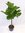 XXL Ficus lyrata Hochstamm 160 cm - Geigenfeige // große Blätter //Zimmerpflanze