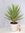 Yucca elephantipes"Jewel" 100 cm // Zimmerpflanze - Indoor & Outdoor