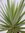 Yucca elephantipes"Jewel" 100 cm // Zimmerpflanze - Indoor & Outdoor