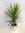Yucca elegans 140/150 cm - Pot 27 cm Ø // klassische Yucca-Palme für Indoor und Outdoor