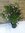 XXL Oleander 130 cm -Busch - ROSA - Pot 34 cm Ø - Nerium oleander - mediterrane Pflanze (Rosa)