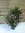 XXL Oleander 130 cm -Busch - ROSA - Pot 34 cm Ø - Nerium oleander - mediterrane Pflanze (Rosa)