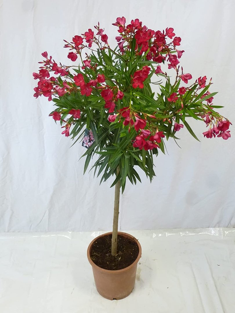 Oleander 140 cm -Hochstamm - ROT - Nerium oleander - mediterrane Pflanze (Rot)