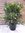 XXL Oleander 120 cm -Busch - Pot 34 cm Ø - Nerium oleander - mediterrane Pflanze (Weiß)