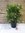 XXL Oleander 120 cm -Busch - Pot 34 cm Ø - Nerium oleander - mediterrane Pflanze (Weiß)