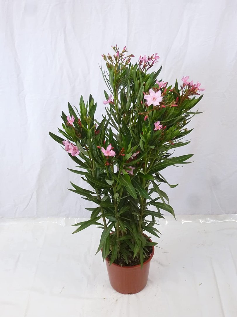 Oleander 100 cm -Busch - ROSA - Nerium oleander - mediterrane Pflanze
