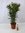 Oleander 100 cm -Busch - ROSA - Nerium oleander - mediterrane Pflanze