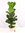 Ficus lyrata 150 cm - Geigenfeige // Zimmerpflanze mit großen Blättern///