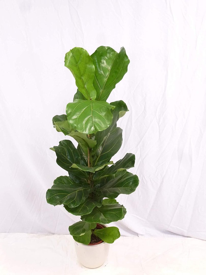 Ficus lyrata 140 cm - Geigenfeige // Zimmerpflanze mit großen Blättern///