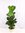 Ficus lyrata 150 cm - Geigenfeige // Zimmerpflanze mit großen Blättern///