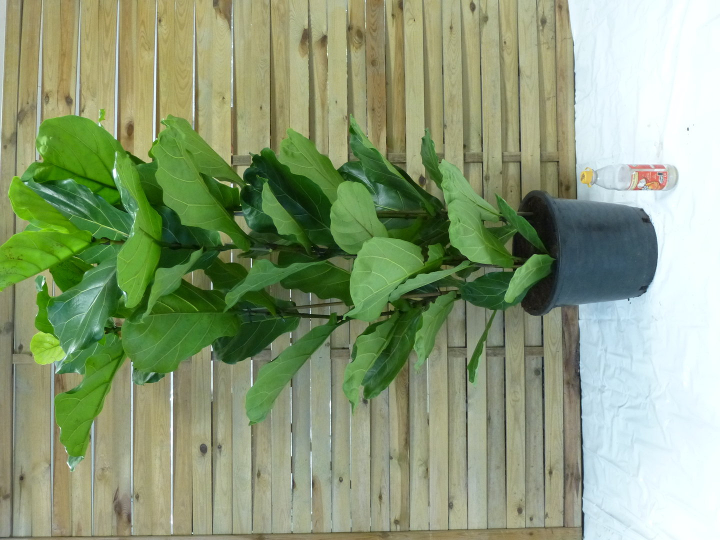 XXL Ficus lyrata 3er Tuff 160 cm - Geigenfeige // Zimmerpflanze