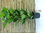 XXL Ficus lyrata 3er Tuff 160 cm - Geigenfeige // Zimmerpflanze