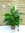 Spathiphyllum "Sweet Lauretta" - Einblatt mit Blüten ca. 100/120 cm/dichter Wuchs + viele Blüten / 2