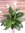 Spathiphyllum "Sweet Lauretta" - Einblatt mit Blüten ca. 100/120 cm/dichter Wuchs + viele Blüten / 2