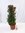 XXL Viburnum tinus 120 cm - Mittelmeer Schneeball - mediterrane Pflanze // Rarität/Winterhart -10°C