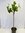 Ficus carica 160/180 cm - Echter Feigenbaum- dicker Stamm (12-15 Umfang!) / Pot 30 cm Ø