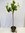 Ficus carica 160/180 cm - Echter Feigenbaum- dicker Stamm (12-15 Umfang!) / Pot 30 cm Ø